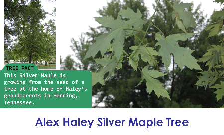 Alex Haley Silver Maple_thumb.png