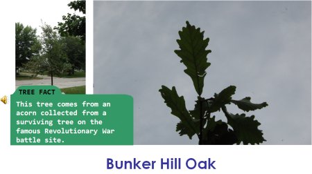 BunkHillOak.jpg