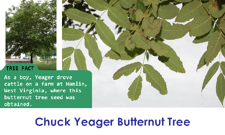 Chuck Yeager Butternut_thumb.png