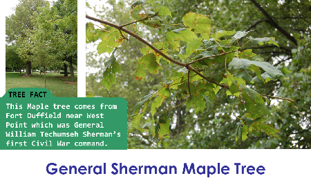General Sherman Maple Tree_thumb.png