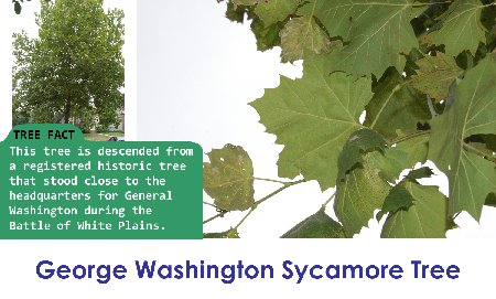 George Washington Sycamore_thumb.png