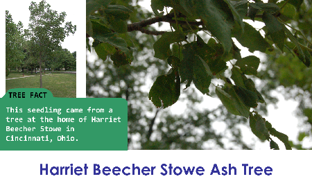 Harriet Beecher Stowe Ash_thumb.png
