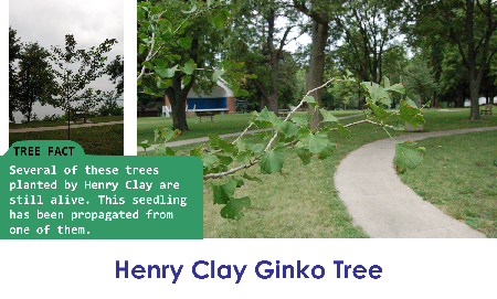 Henry Clay Ginko_thumb.png