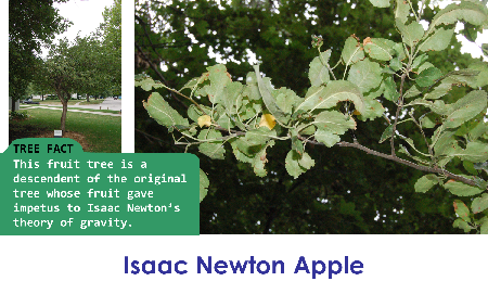 Isaac Newton Apple_thumb.png
