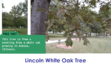 Lincoln White Oak_thumb.png