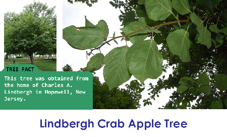 Lindbergh Crab Apple_thumb.png