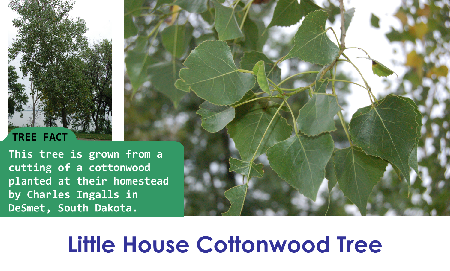 Little House Cottonwood_thumb.png