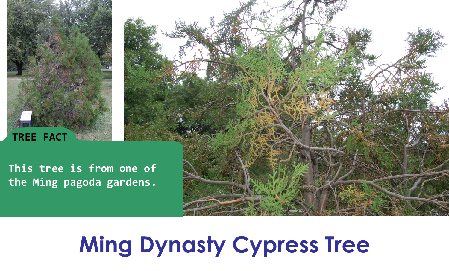 Ming Dynasty Cypress_thumb.png