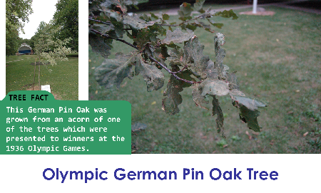 Olympic German Pin Oak_thumb.png