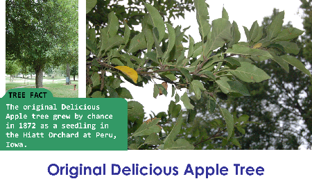 Original Delicious Apple_thumb.png