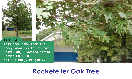Rockefeller Oak_thumb.png