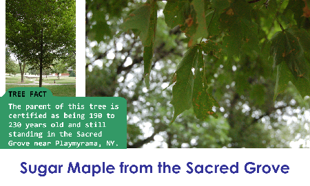 Sugar Maple from the Sacred Grove_thumb.png