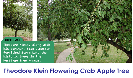 Theodore Klein Flowering Crab Apple_thumb.png
