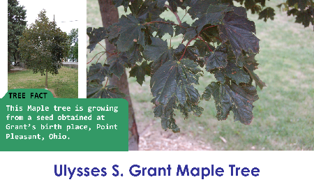 Ulysses S. Grant Maple Tree