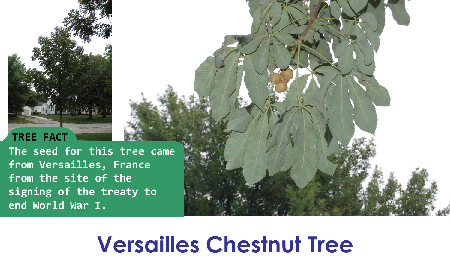 Versailles Chestnut_thumb.png