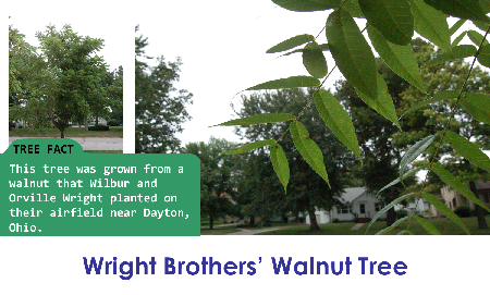 Wright Brothers' Walnut_thumb.png