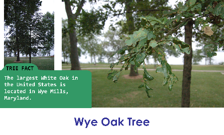 Wye Oak Tree_thumb.png