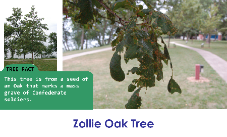 Zollie Oak Tree_thumb.png