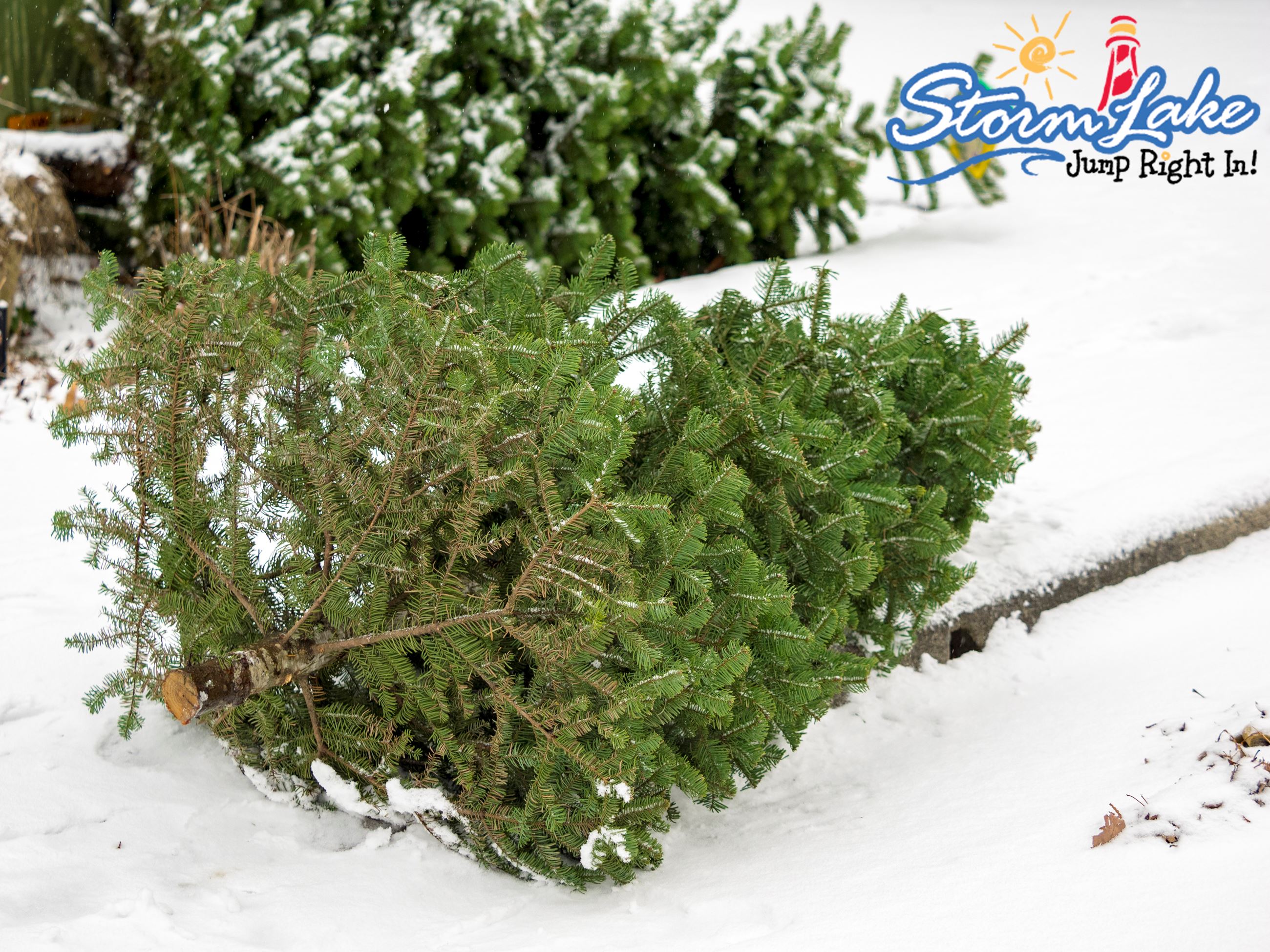 Christmas Tree Ready to be Disposed