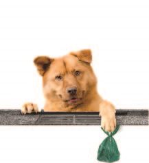Dog Holding Waste Bag