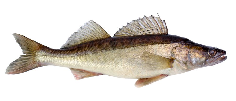 iStock-466139749 Walleye