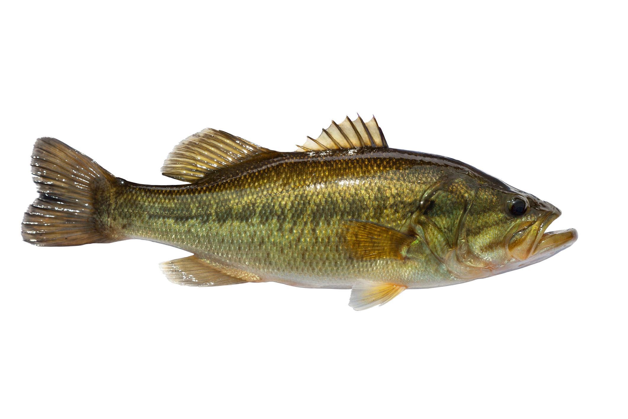 Largemouth Bass 
