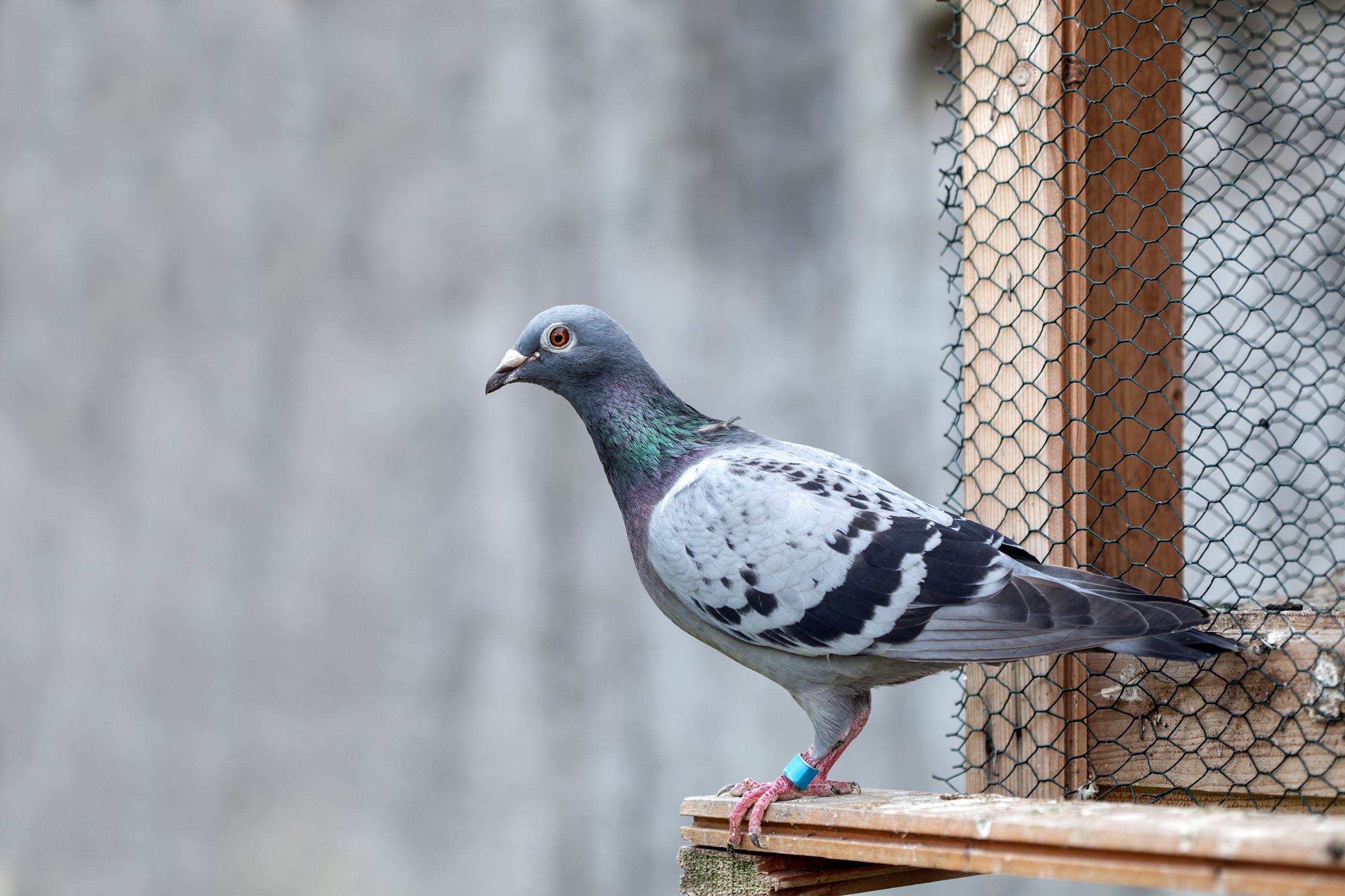 Banded Pigeon 